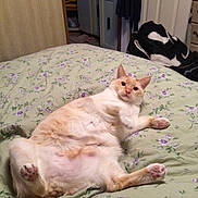 Simba is registered to the contest to win money with this photo: