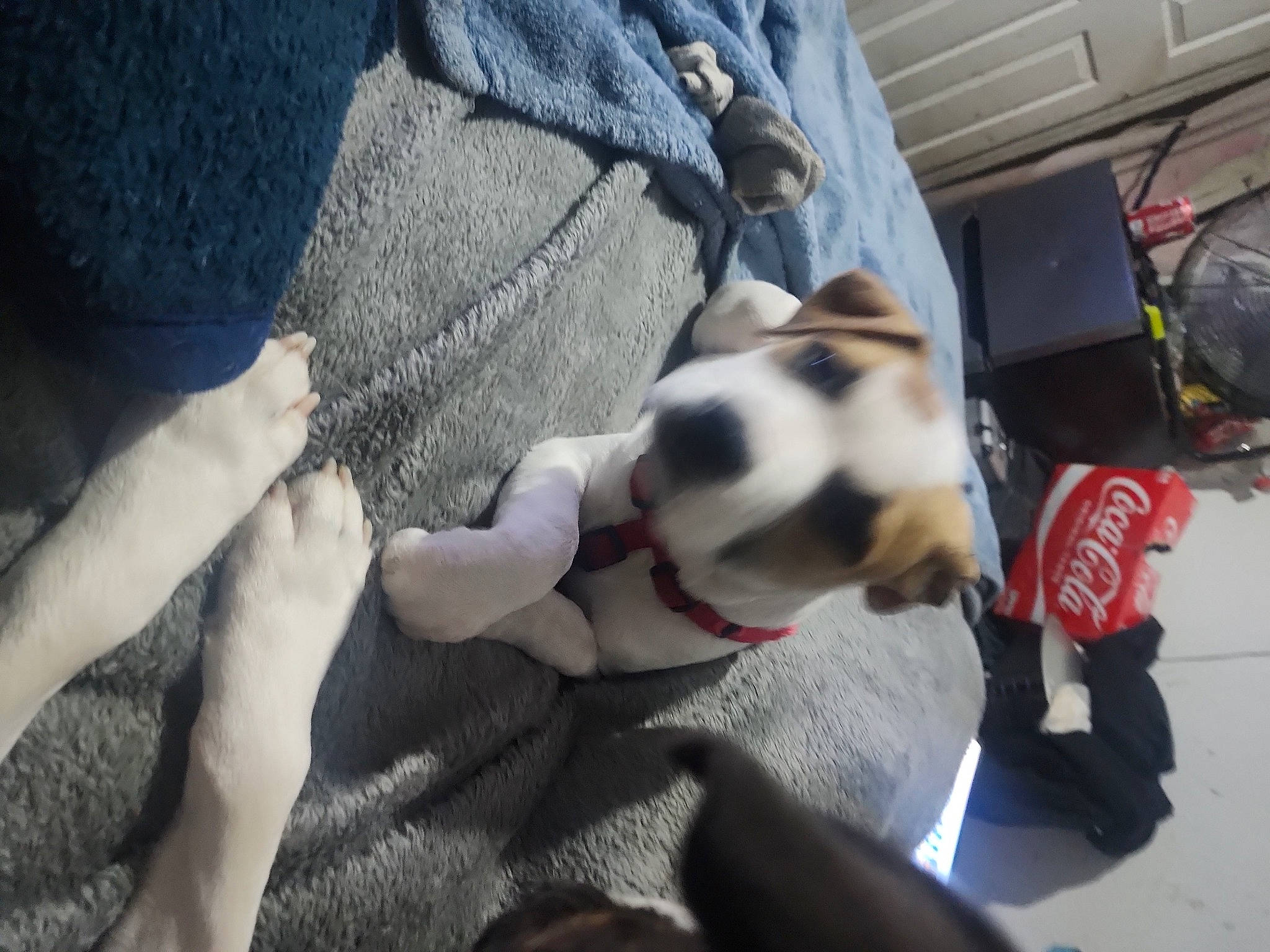 Taz joined the competition — help win amazing prizes! bag, boston_terrier, carbonated_soft_drinks, carmine, carnivore, collar, comfort, companion_dog, dog, dog_breed, dog_supply, eyewear, fawn, fur, human_leg, laptop, leg, nail, thigh, toy_dog