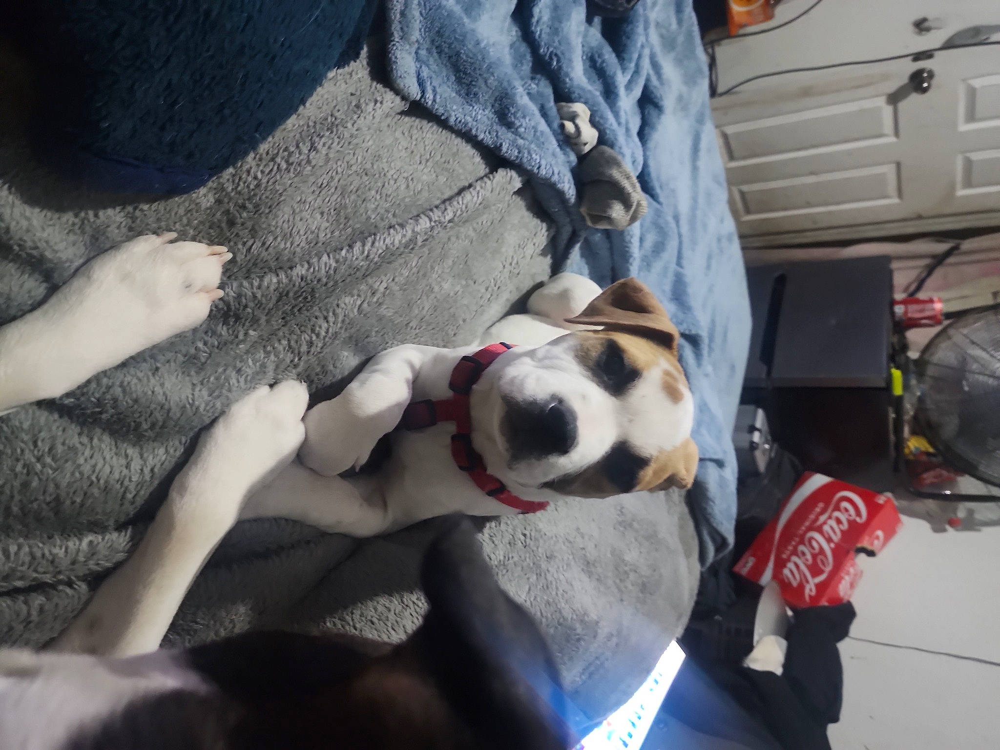 Taz is registered to the contest to win money with this photo: automotive_exterior, bag, canidae, carnivore, collar, comfort, companion_dog, dog, dog_breed, dog_collar, dog_supply, eyewear, fawn, fur, human_leg, lap, paw, snout, sporting_group, vehicle_door