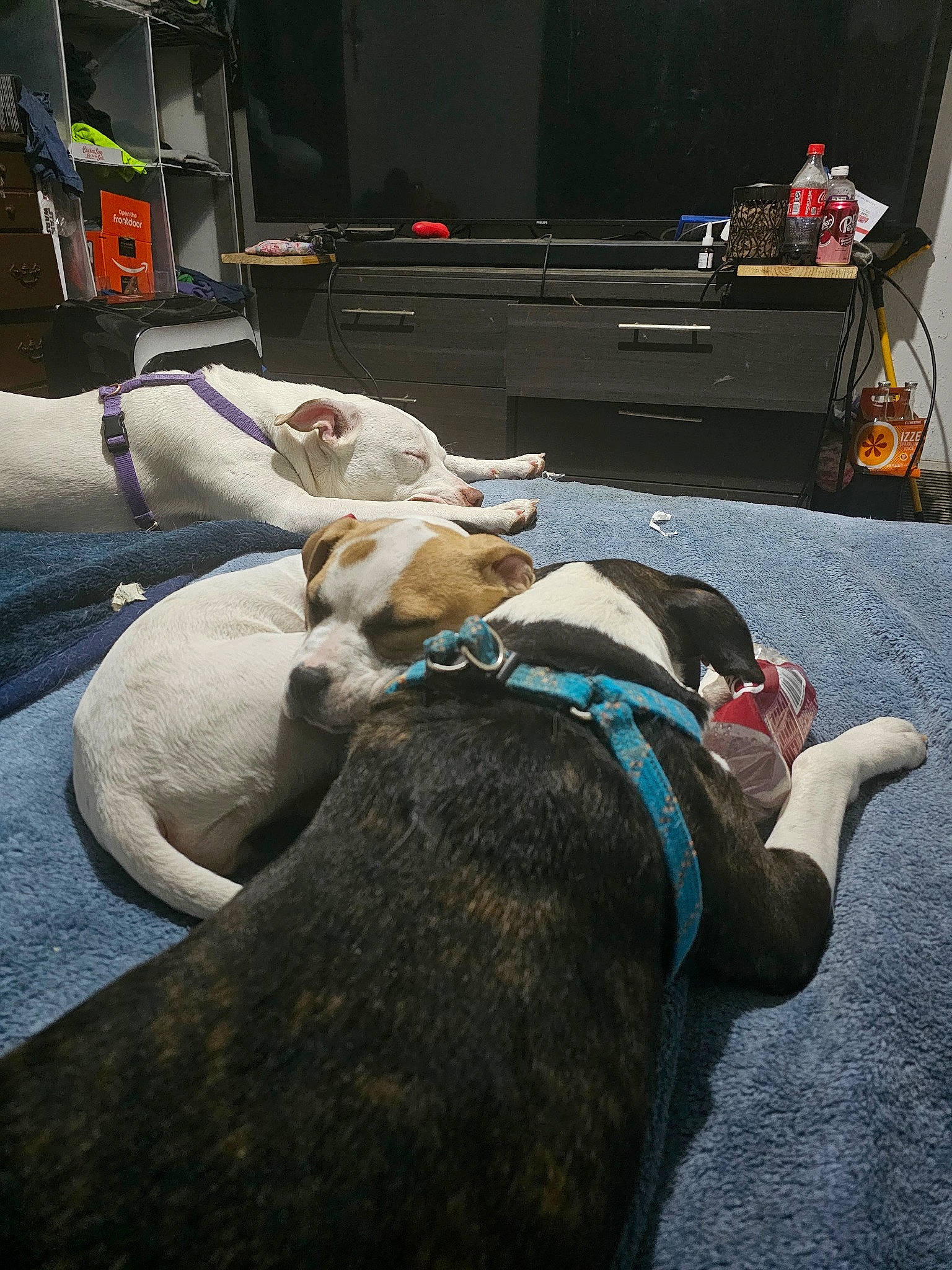 Taz joined the competition — help win amazing prizes! canidae, carnivore, collar, comfort, companion_dog, dog, dog_breed, dog_collar, dog_supply, fawn, flooring, fur, guard_dog, leash, linens, nap, pet_supply, sporting_group, tail, working_animal