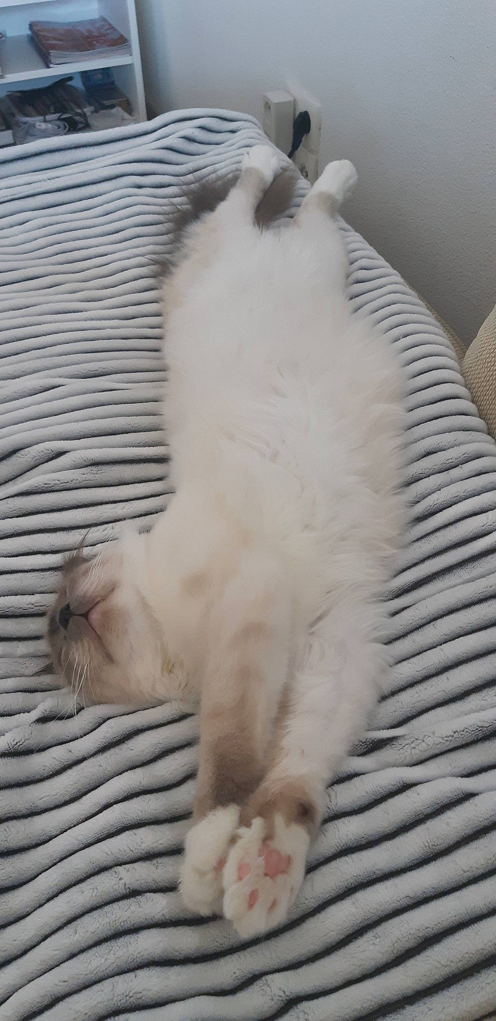 Pyla a rejoint le concours — aidez-le/la à gagner de superbes lots ! aegean_cat, american_curl, british_longhair, burmilla, carnivore, cat, domestic_long_haired_cat, felidae, fur, paw, polydactyl_cat, ragdoll, small_to_medium_sized_cats, tail, turkish_angora, turkish_van, whiskers