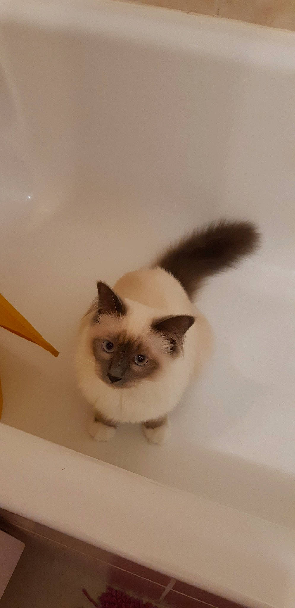 Pyla a rejoint le concours — aidez-le/la à gagner de superbes lots ! balinese, birman, carnivore, cat, eye, fawn, felidae, himalayan, iris, mammal, ragdoll, siamese, small_to_medium_sized_cats, snowshoe, tail, thai, tonkinese, vertebrate, whiskers