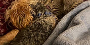 Cleopatra Rose joined the competition — help win amazing prizes! dog, cat, snuggling, blanket, fleece, curly_fur, striped_fur, collar, indoor, resting, pet, animal, cute, sleeping, cozy, maroon, blue, furniture, friendship, warmth