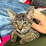 Cleopatra Rose is registered to the contest to win money with this photo: kitten, tabby, cat, pet, collar, bell, hand, human, lap, blanket, fan, indoor, closeup, fur, whiskers, ears, eyes, resting, cozy, relax