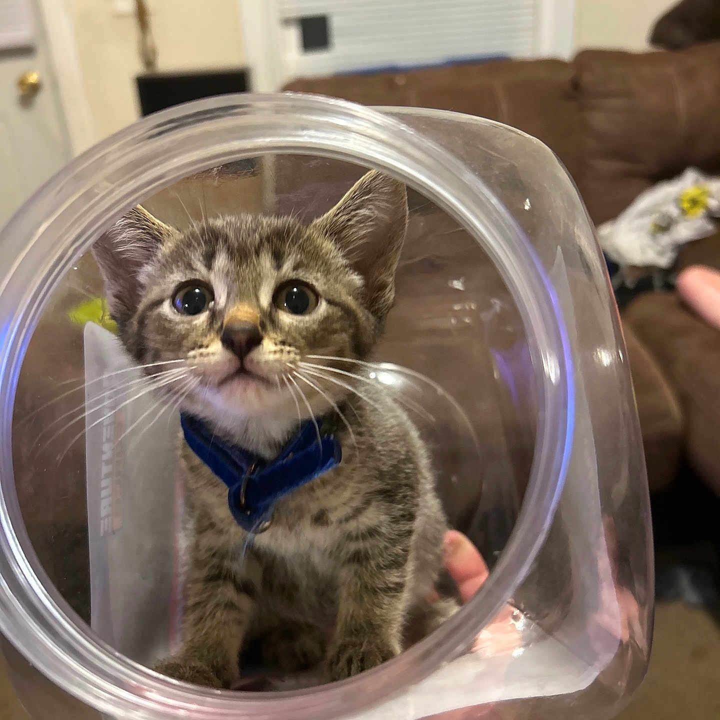 Cleopatra Rose is registered to the contest to win money with this photo: adorable, blue_collar, cat, close_up, couch, curious, cute, domestic_animal, eyes, fur, hand, indoor, kitten, living_room, pet, plastic_container, small, tabby, whiskers, young