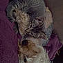 Cleopatra Rose is registered to the contest to win money with this photo: dog, cat, blanket, fur, snuggling, sleeping, cozy, pet, animal, companion, indoor, resting, cute, friendship, relaxation, soft, warm, curled_up, domestic, portrait