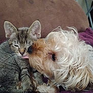 Cleopatra Rose is registered to the contest to win money with this photo: dog, cat, kitten, licking, pet, animal, fur, couch, blanket, indoor, tabby, white_dog, close_up, cute, friendship, resting, cozy, paw, hand, tattoo