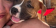 Scarlett Eve is registered to the contest to win money with this photo: person, puppy, dog, hug, face, tongue_out, outdoor, brick_wall, sunlight, smile, arm, nose_ring, red_object, disc_golf_basket, closeup, happy, pet, young_dog, skin, playful