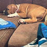 Scarlett Eve is registered to the contest to win money with this photo: puppy, dog, sleeping, brown_couch, blanket, cozy, indoor, pet, relaxation, canine, fur, resting, home, comfort, animal, collar, paw, snout, young_dog, cute