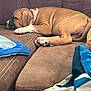 puppy, dog, sleeping, brown_couch, blanket, cozy, indoor, pet, relaxation, canine, fur, resting, home, comfort, animal, collar, paw, snout, young_dog, cute