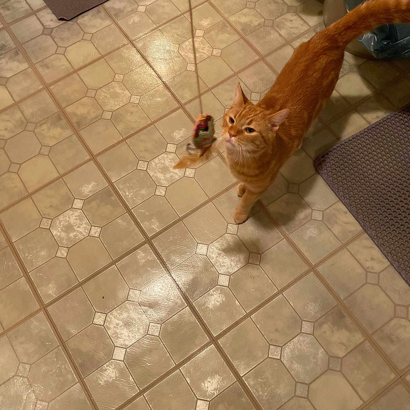 Hennessey is registered to the contest to win money with this photo: abyssinian, accessories, animal, canine, cat, flagstone, hardwood, indoors, interiordesign, kitten, leash, manx, path, person, pet, slate, strap, tile, walkway, wood