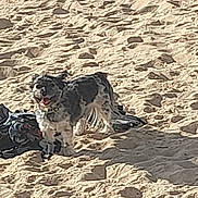Owen a rejoint le concours — aidez-le/la à gagner de superbes lots ! dog, beach, sand, clothes, shadow, outdoor, pet, animal, sunlight, texture, nature, playful, happy, fur, walking, daylight, smiling, canine, summer, relaxation