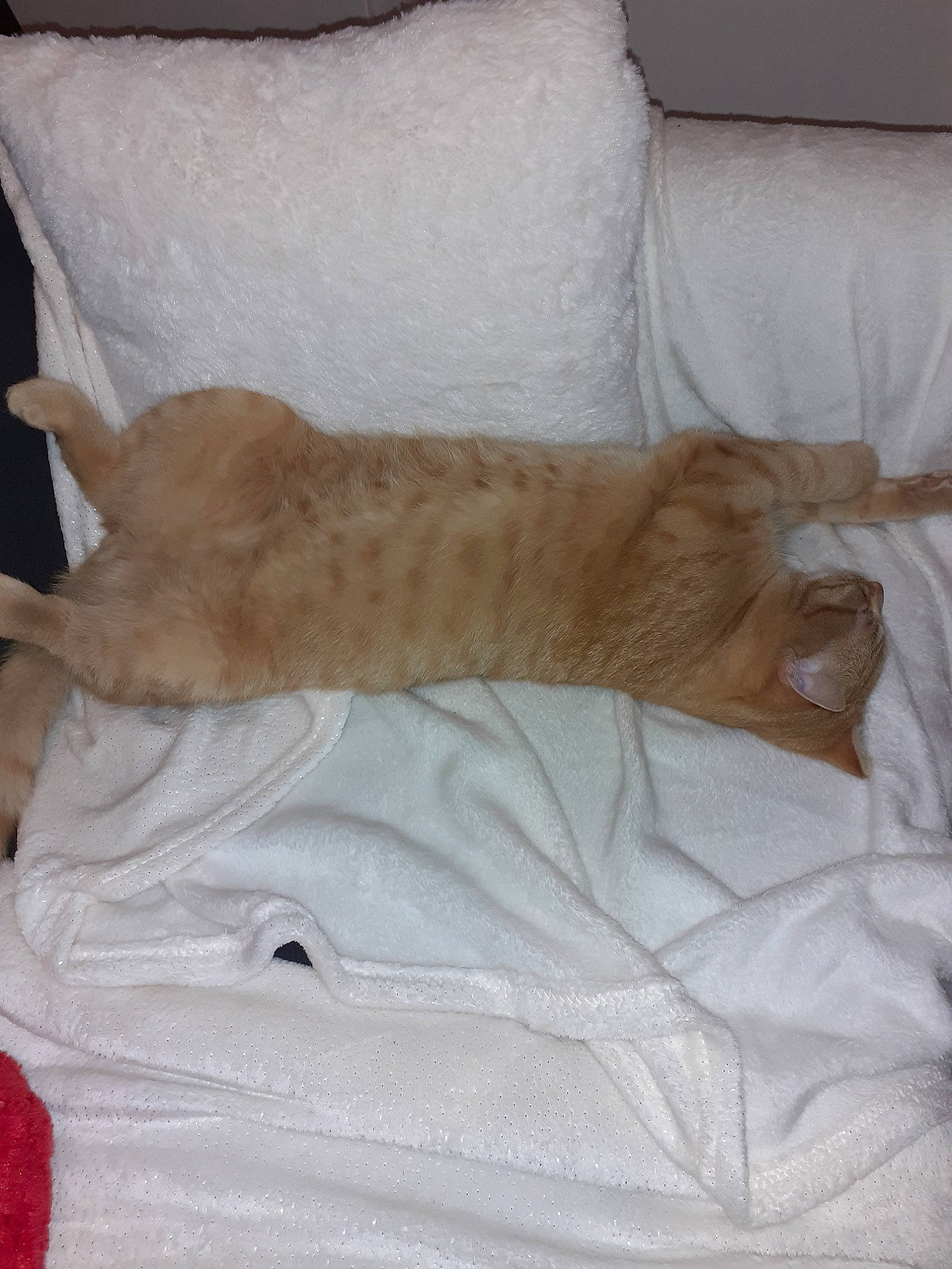 Rouroux a rejoint le concours — aidez-le/la à gagner de superbes lots ! cat, fawn, felidae, furniture, linens, small_to_medium_sized_cats, tail