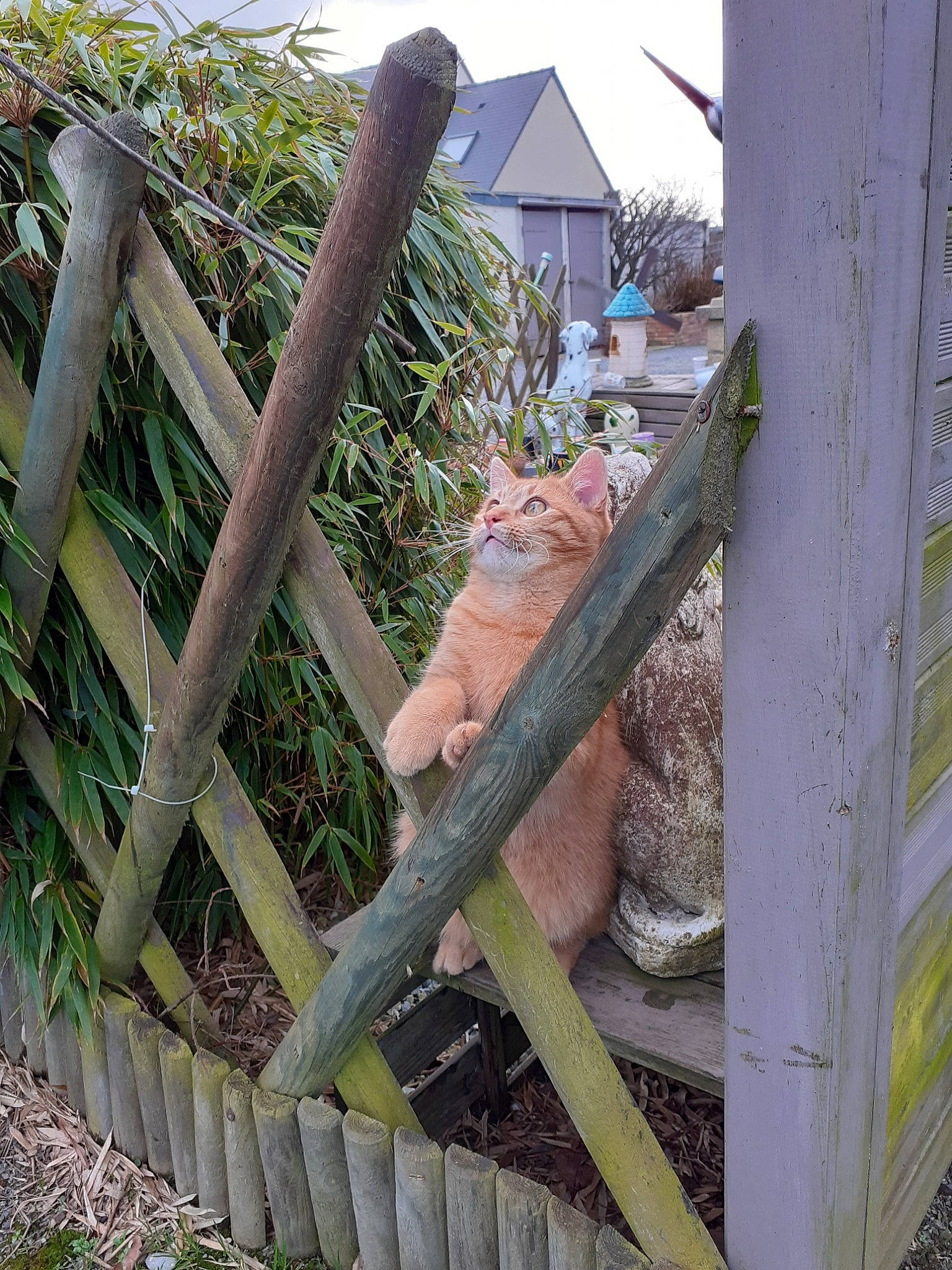 Rouroux participe au concours pour gagner de l'argent avec cette photo : cat, fawn, felidae, fence, grass, plant, tree, zoo