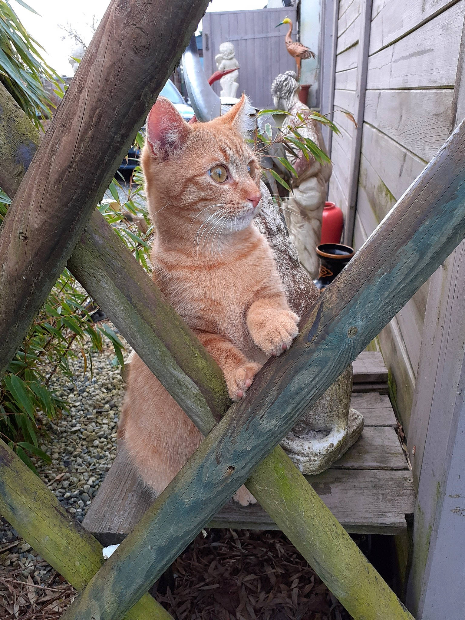 Rouroux participe au concours pour gagner de l'argent avec cette photo : asian, carnivore, cat, domestic_short_haired_cat, european_shorthair, fawn, felidae, plant, plant_stem, small_to_medium_sized_cats, tabby_cat, tree, whiskers, wild_cat, wood