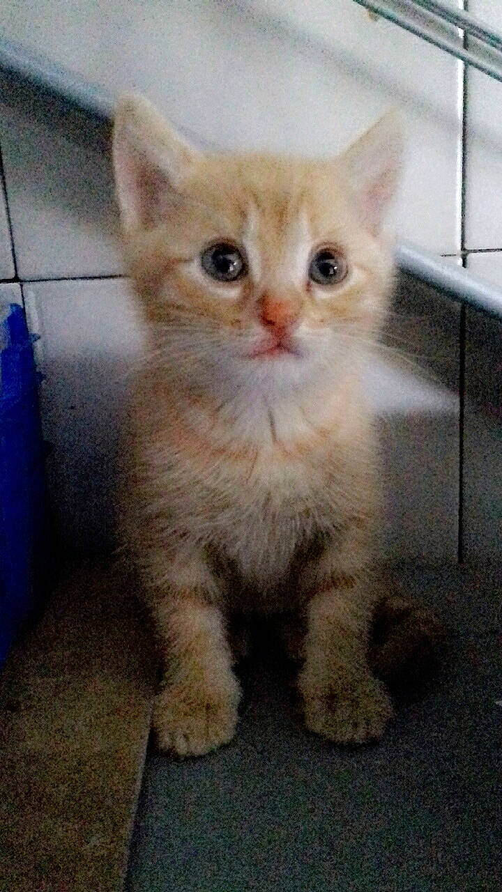 Rouroux a rejoint le concours — aidez-le/la à gagner de superbes lots ! aegean_cat, arabian_mau, asian, british_semi_longhair, carnivore, cat, domestic_short_haired_cat, european_shorthair, fawn, felidae, kitten, mammal, nose, ojos_azules, persian, polydactyl_cat, small_to_medium_sized_cats, tabby_cat, vertebrate, whiskers