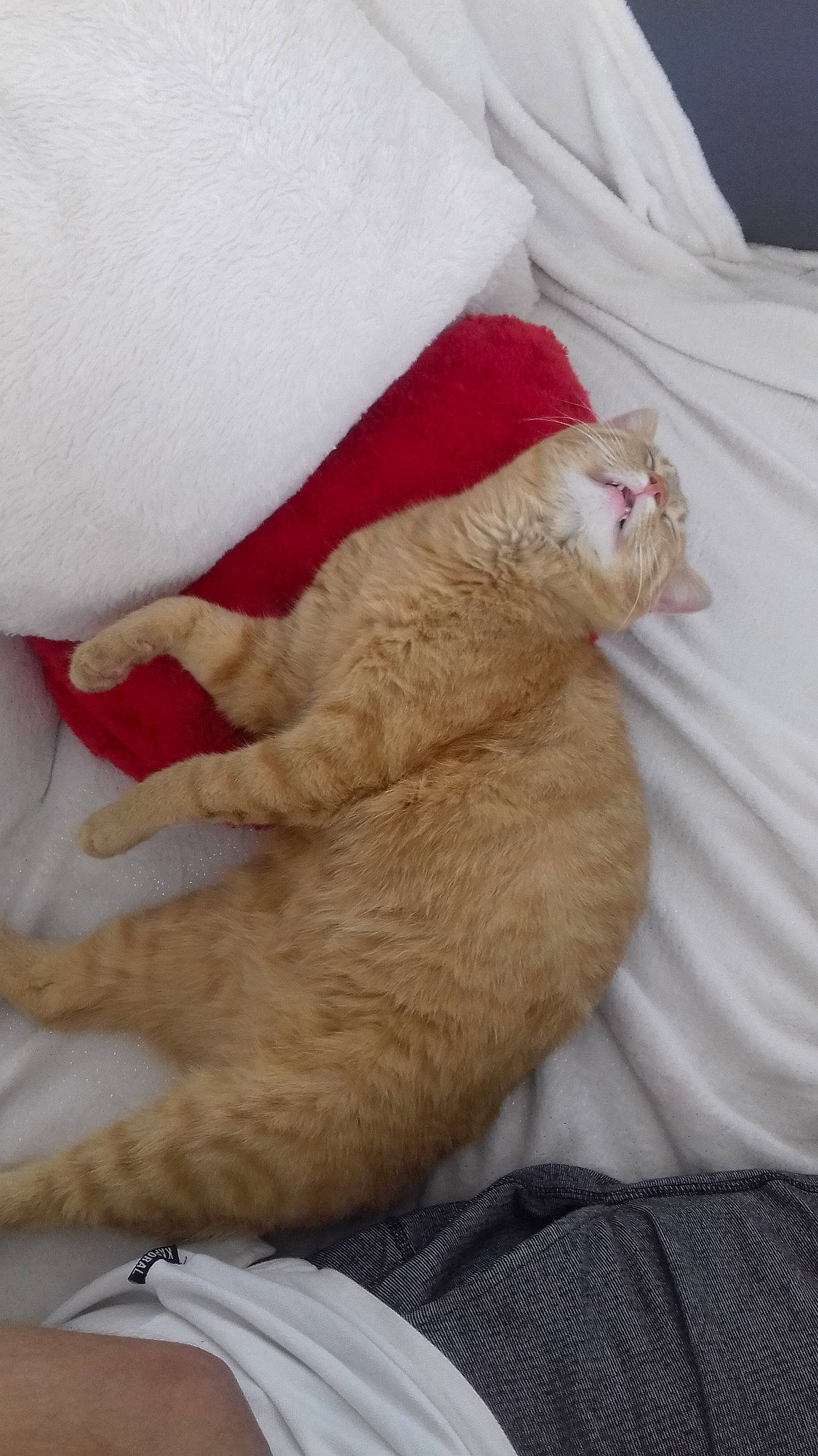 Rouroux participe au concours pour gagner de l'argent avec cette photo : carnivore, cat, claw, fawn, felidae, german_rex, nap, small_to_medium_sized_cats, tail