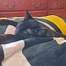 Batman joined the competition — help win amazing prizes! cat, black_cat, sleeping, blanket, bedroom, furniture, dresser, drawer, cozy, indoor, resting, pet, animal, fur, relaxation, domestic_cat, soft_texture, home, comfort, nap