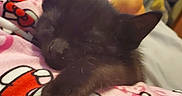 Batman is registered to the contest to win money with this photo: kitten, black_cat, sleeping, blanket, hello_kitty, pink, feet, cozy, indoor, resting, cute, pet, animal, feline, soft, nap, comfort, relaxation, texture, pattern