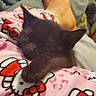 kitten, black_cat, sleeping, blanket, hello_kitty, pink, feet, cozy, indoor, resting, cute, pet, animal, feline, soft, nap, comfort, relaxation, texture, pattern
