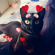 Batman joined the competition — help win amazing prizes! cat, black_cat, bed, heart_overlay, indoor, pet, animal, cute, accessory, antennae, feline, lying_down, curious, cozy, soft_lighting, decor, room, comfort, closeup, portrait