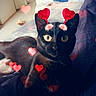 cat, black_cat, bed, heart_overlay, indoor, pet, animal, cute, accessory, antennae, feline, lying_down, curious, cozy, soft_lighting, decor, room, comfort, closeup, portrait