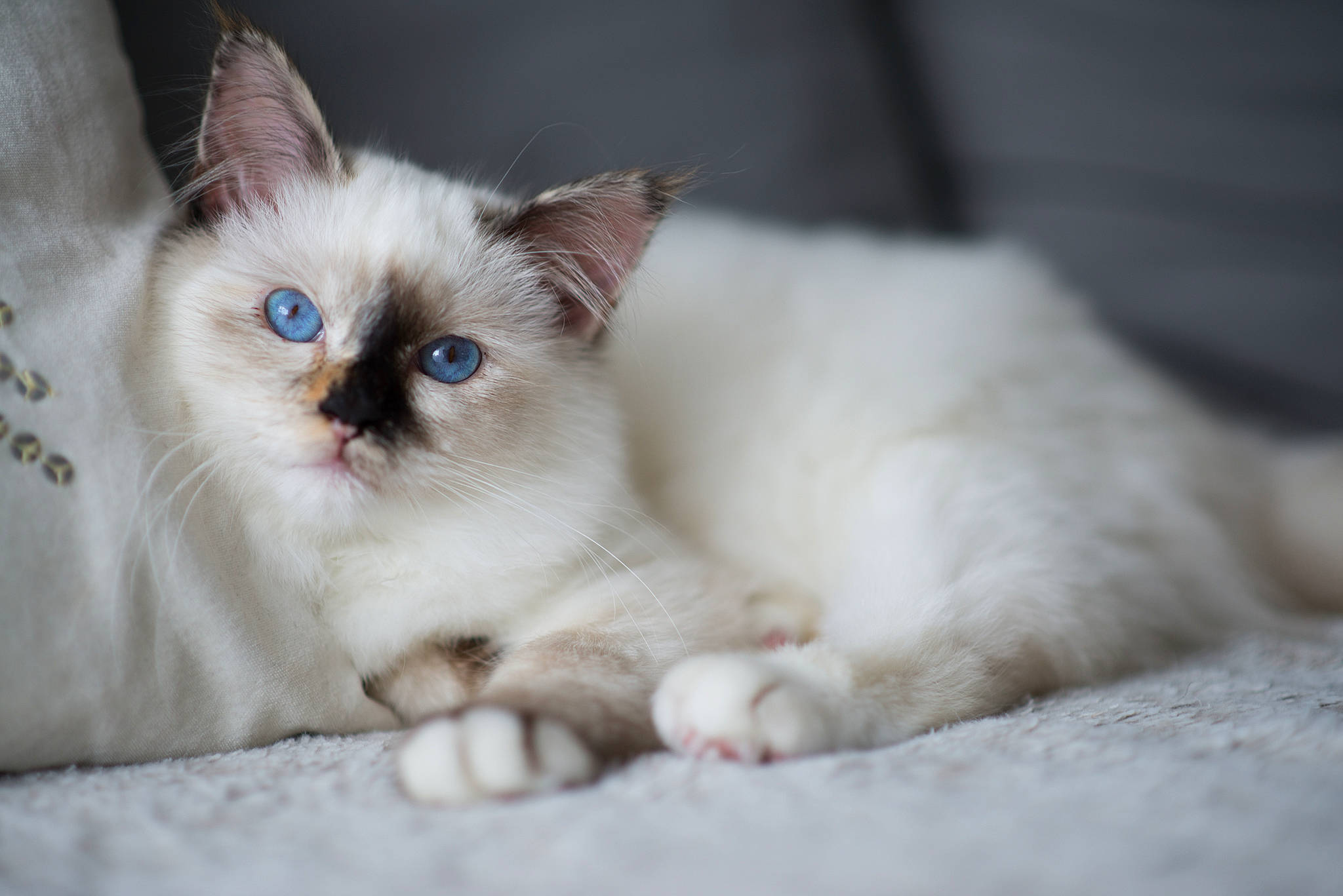 Laïa a rejoint le concours — aidez-le/la à gagner de superbes lots ! asian, balinese, birman, carnivore, cat, colorpoint_shorthair, eye, felidae, himalayan, iris, kitten, mammal, ojos_azules, organ, ragdoll, siamese, small_to_medium_sized_cats, thai, vertebrate, whiskers