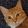 Mars joined the competition — help win amazing prizes! animal, background, cat, close, close_up, curious, domestic_cat, ears, eyes, face, feline, fur, head, indoor, looking, orange_tabby, pet, portrait, texture, whiskers