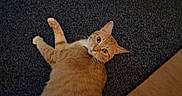 Mars joined the competition — help win amazing prizes! animal, cat, curious, cute, domestic, ears, feline, floor, fur, household, indoor, looking_up, lying_down, mammal, orange_tabby, pet, relaxed, rug, texture, whiskers