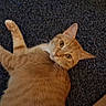 animal, cat, curious, cute, domestic, ears, feline, floor, fur, household, indoor, looking_up, lying_down, mammal, orange_tabby, pet, relaxed, rug, texture, whiskers