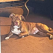 Teddy joined the competition — help win amazing prizes! dog, brindle, carpet, living_room, furniture, coffee_table, couch, sunlight, indoor, pet, canine, relaxed, resting, brown, white, floor, domestic_animal, house, cozy, animal