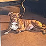 dog, brindle, carpet, living_room, furniture, coffee_table, couch, sunlight, indoor, pet, canine, relaxed, resting, brown, white, floor, domestic_animal, house, cozy, animal