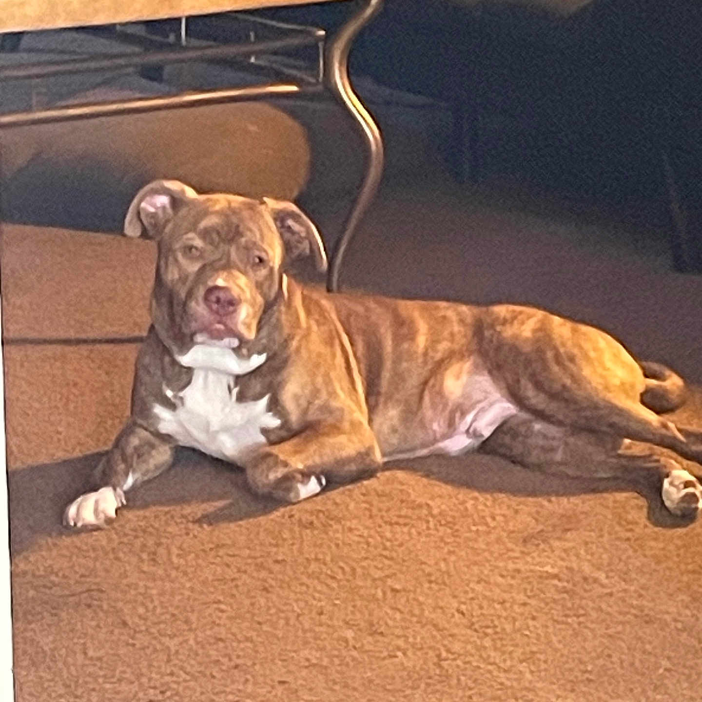 Teddy joined the competition — help win amazing prizes! animal, brindle, brown, canine, carpet, coffee_table, couch, cozy, dog, domestic_animal, floor, furniture, house, indoor, living_room, pet, relaxed, resting, sunlight, white