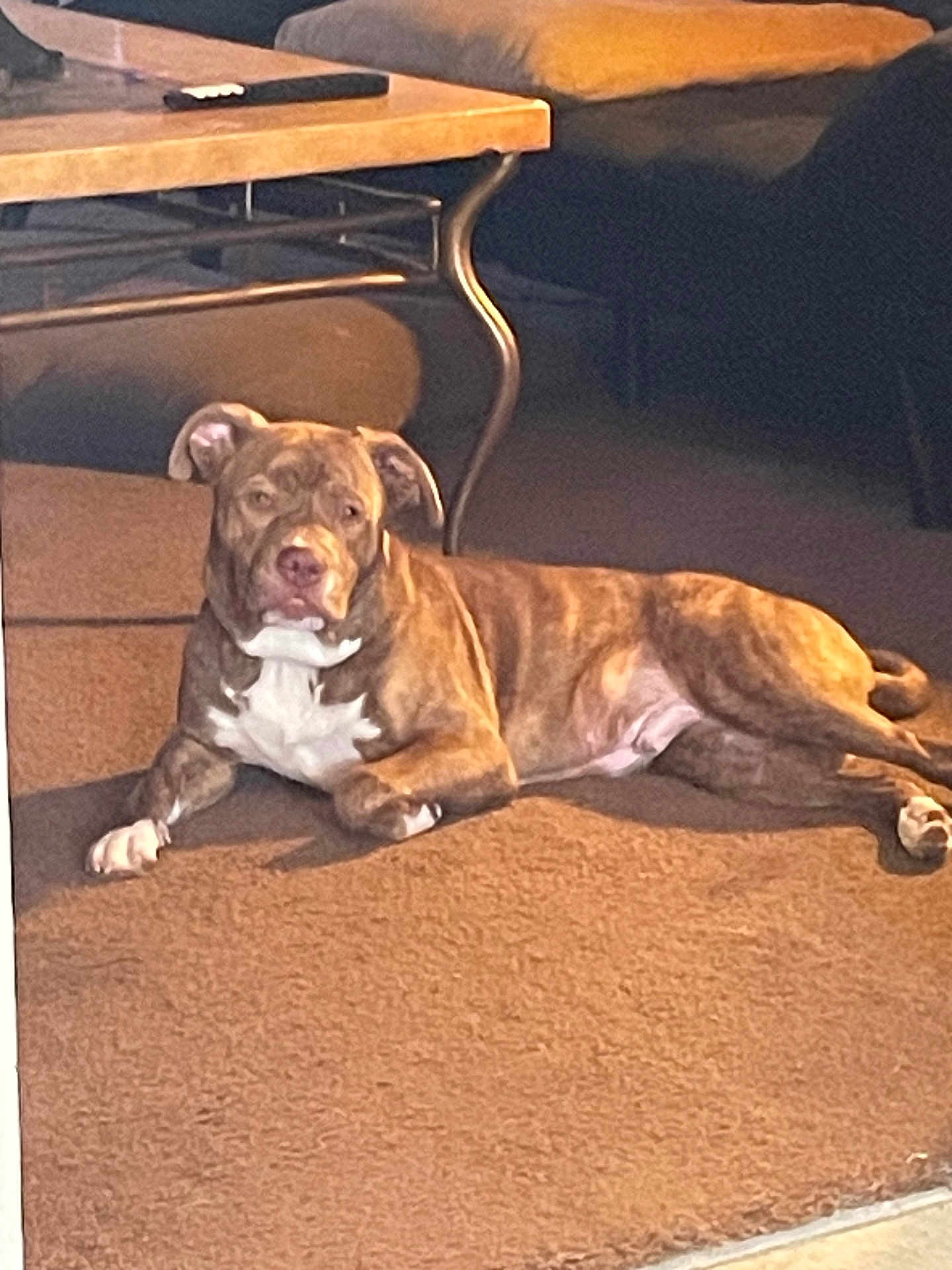 Teddy joined the competition — help win amazing prizes! dog, brindle, carpet, living_room, furniture, coffee_table, couch, sunlight, indoor, pet, canine, relaxed, resting, brown, white, floor, domestic_animal, house, cozy, animal