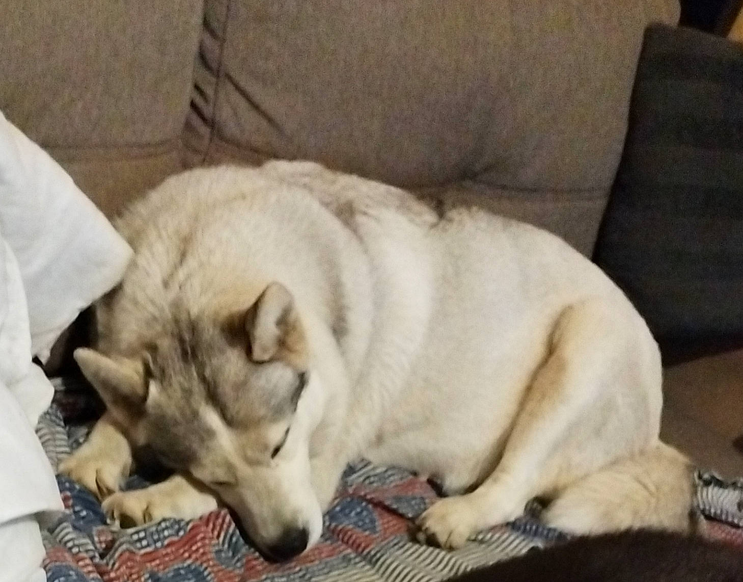 Olana participe au concours pour gagner de l'argent avec cette photo : canidae, carnivore, comfort, companion_dog, couch, dog, dog_breed, fang, fawn, flooring, fur, nap, non_sporting_group, puppy, sleeper_chair, sporting_group, terrestrial_animal, whiskers, working_animal, working_dog