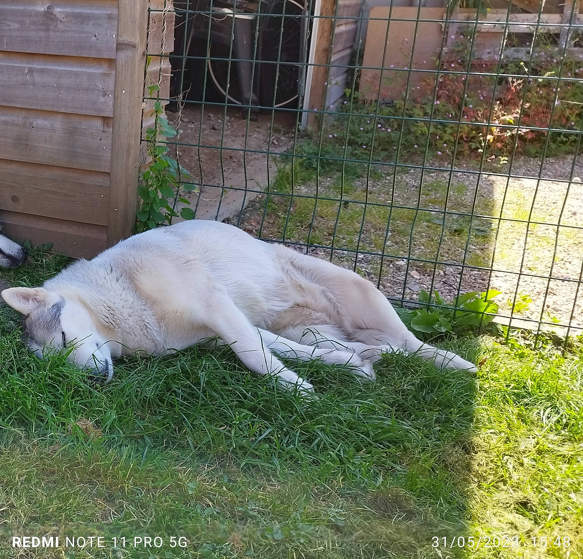 Olana participe au concours pour gagner de l'argent avec cette photo : canidae, carnivore, companion_dog, dog, dog_breed, door, fawn, felidae, fence, fur, grass, home_fencing, mesh, plant, sporting_group, tail, terrestrial_animal, wildlife, wire_fencing, yard