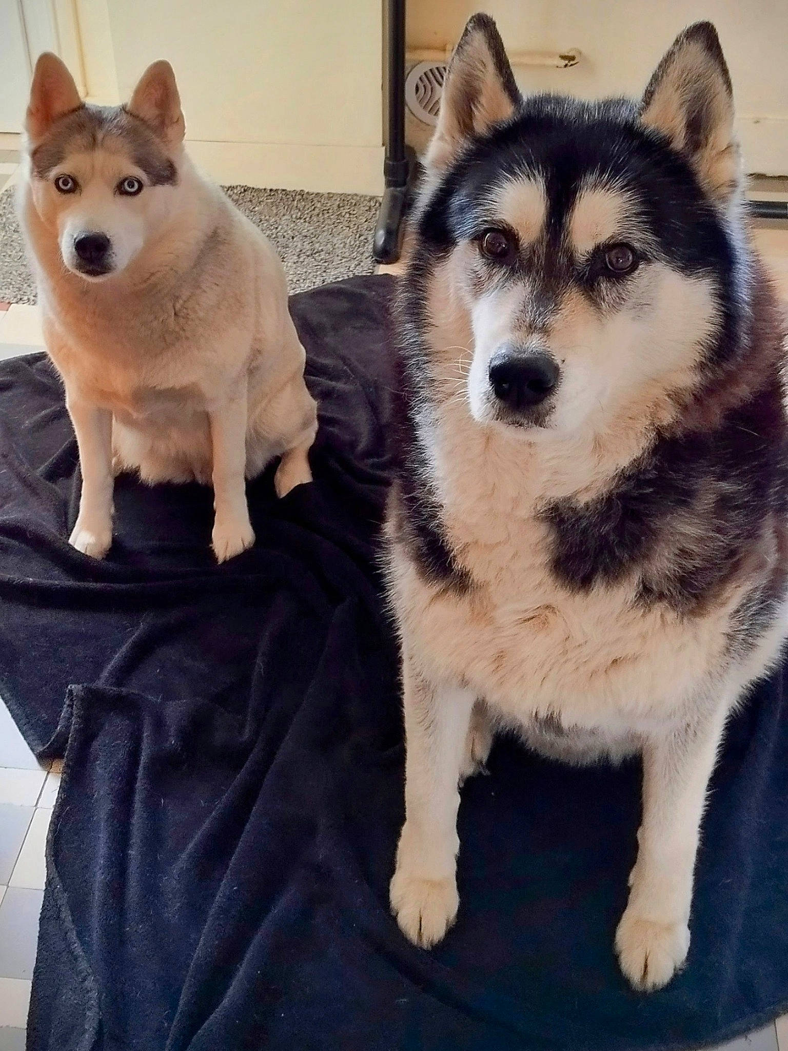 Olana participe au concours pour gagner de l'argent avec cette photo : art, canidae, canis, carnivore, companion_dog, dog, dog_breed, fawn, flooring, fur, paw, siberian_husky, sled_dog, snout, sporting_group, square, tail, whiskers, working_animal, working_dog