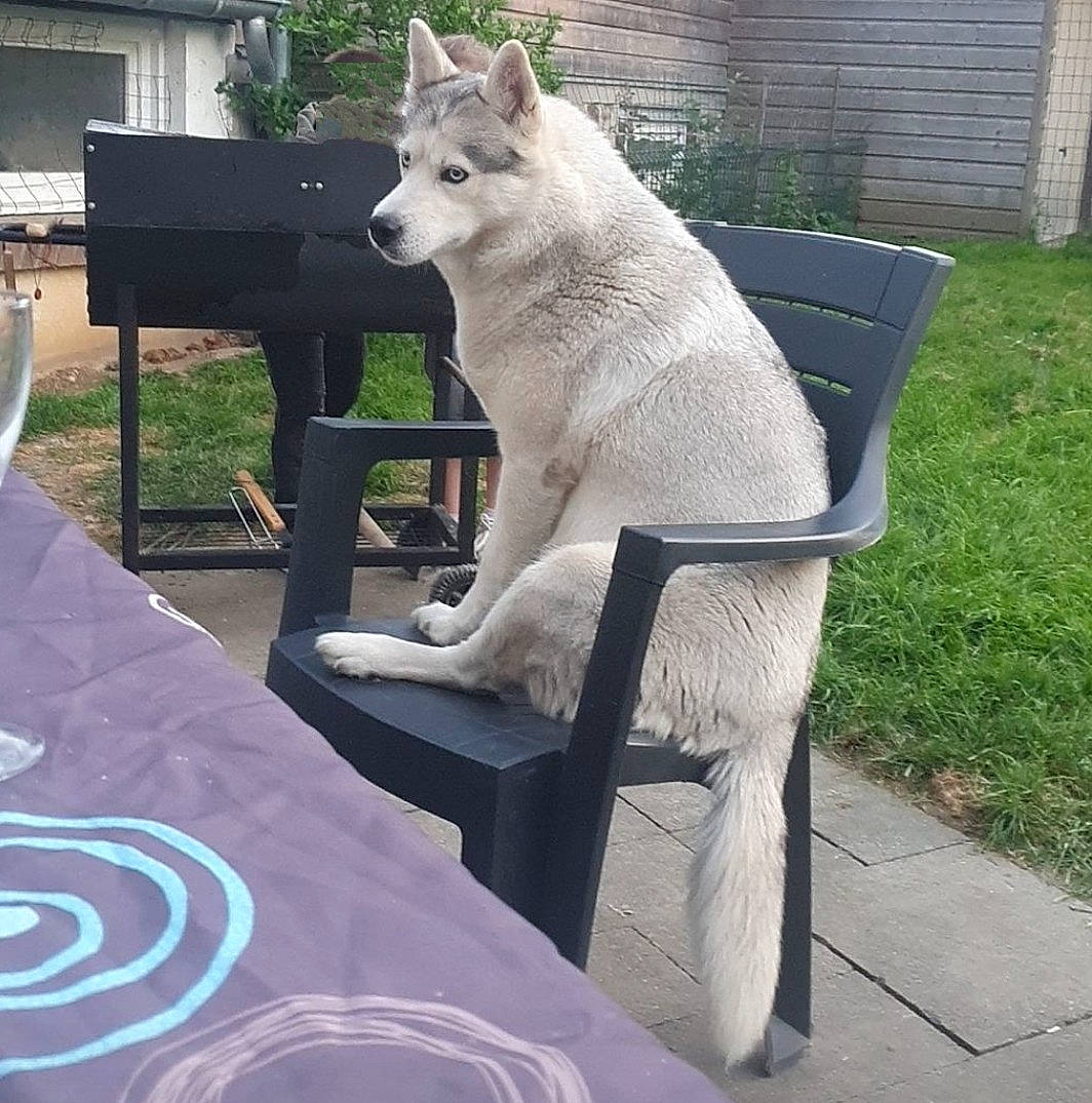 Olana a rejoint le concours — aidez-le/la à gagner de superbes lots ! canidae, carnivore, chair, companion_dog, dog, dog_breed, fawn, felidae, fur, grass, outdoor_furniture, plant, sidewalk, small_to_medium_sized_cats, snout, sporting_group, table, tail, tree, wolf