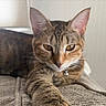 animal, cat, close_up, collar, cute, domestic_animal, feline, fur, indoor, paw, pet, portrait, relaxed, resting, sleepy, soft_light, stretching, tabby_cat, texture, whiskers