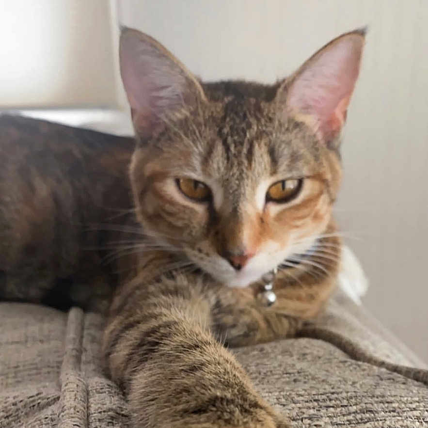 Nala