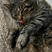 Moka a rejoint le concours — aidez-le/la à gagner de superbes lots ! cat, tabby, tongue_out, sleeping, cozy, feline, pet, whiskers, paw, fur, close_up, resting, cute, domestic_animal, animal, indoor, blanket, texture, relaxed, adorable