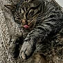 cat, tabby, tongue_out, sleeping, cozy, feline, pet, whiskers, paw, fur, close_up, resting, cute, domestic_animal, animal, indoor, blanket, texture, relaxed, adorable