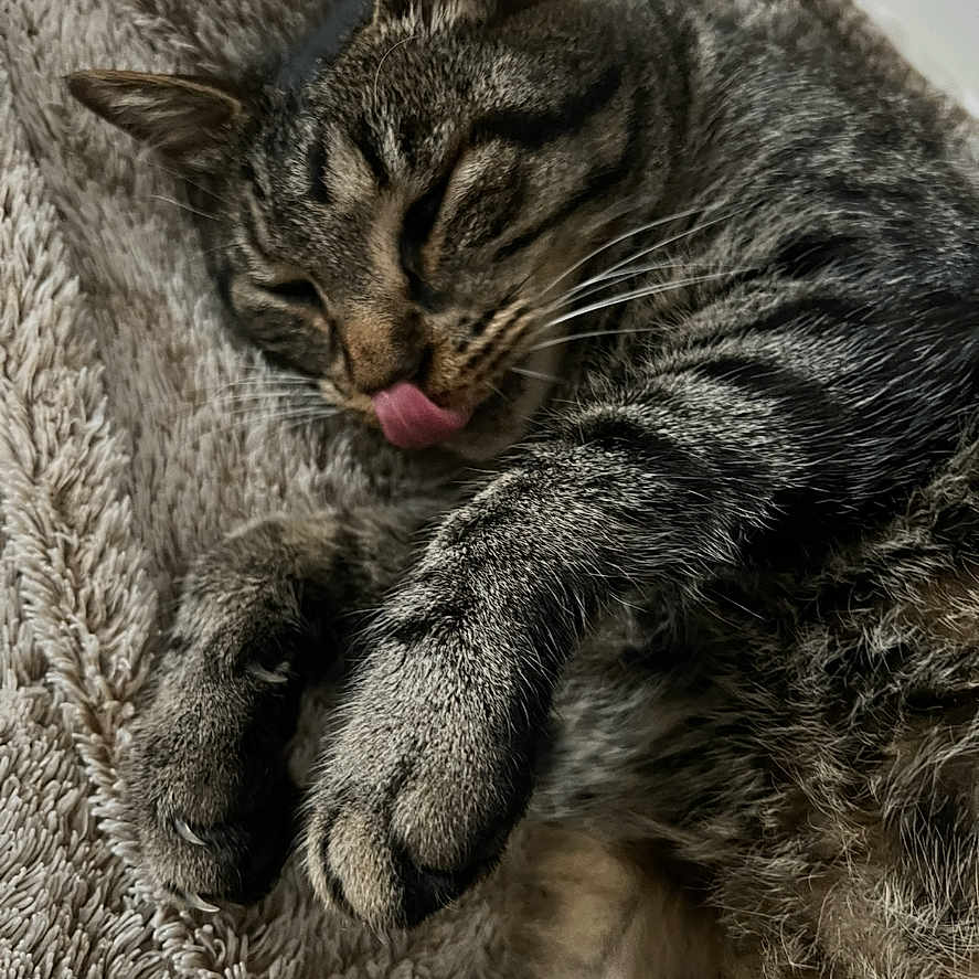 Moka a rejoint le concours — aidez-le/la à gagner de superbes lots ! adorable, animal, blanket, cat, close_up, cozy, cute, domestic_animal, feline, fur, indoor, paw, pet, relaxed, resting, sleeping, tabby, texture, tongue_out, whiskers