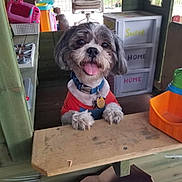 Bruce is registered to the contest to win money with this photo: dog, small_dog, pet, indoor, playhouse, toy, chair, wooden_counter, smiling, tongue_out, collar, tag, red_shirt, happy, cute, furniture, colorful, plastic_toys, childrens_play_area, home