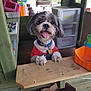 dog, small_dog, pet, indoor, playhouse, toy, chair, wooden_counter, smiling, tongue_out, collar, tag, red_shirt, happy, cute, furniture, colorful, plastic_toys, childrens_play_area, home
