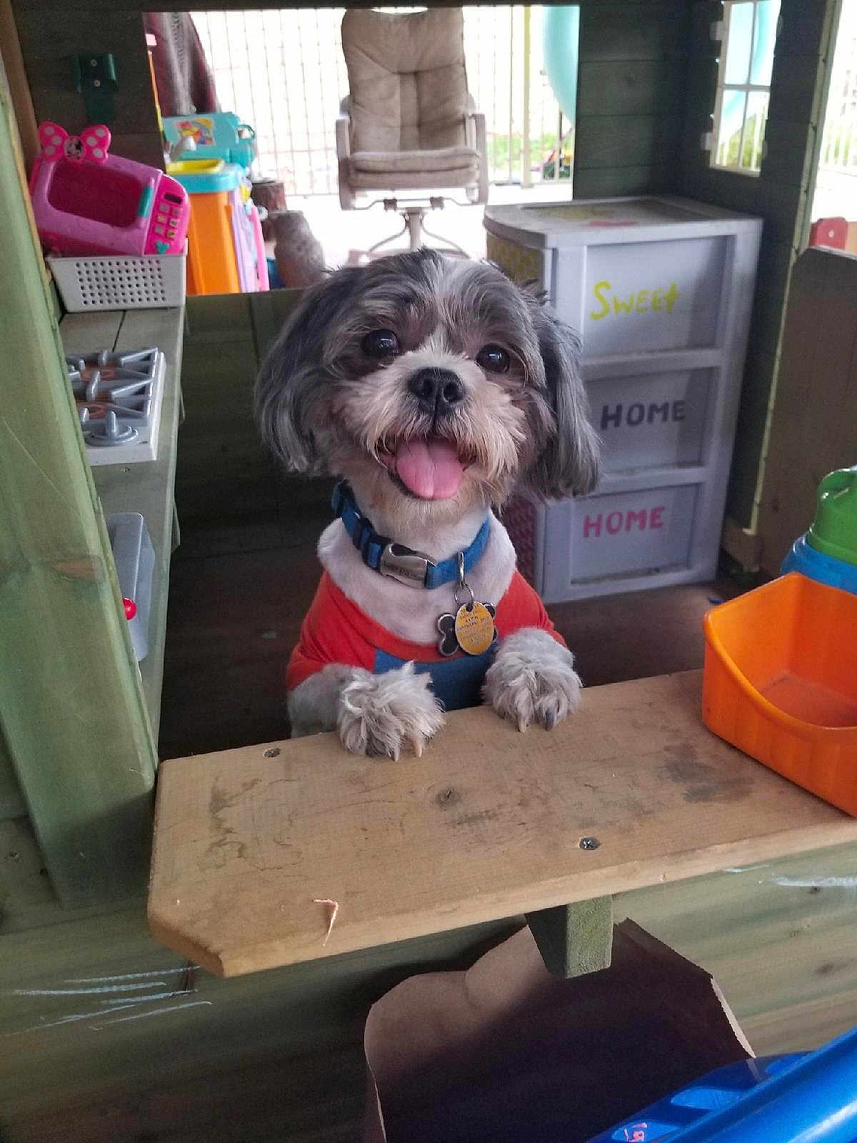 Bruce is registered to the contest to win money with this photo: dog, small_dog, pet, indoor, playhouse, toy, chair, wooden_counter, smiling, tongue_out, collar, tag, red_shirt, happy, cute, furniture, colorful, plastic_toys, childrens_play_area, home