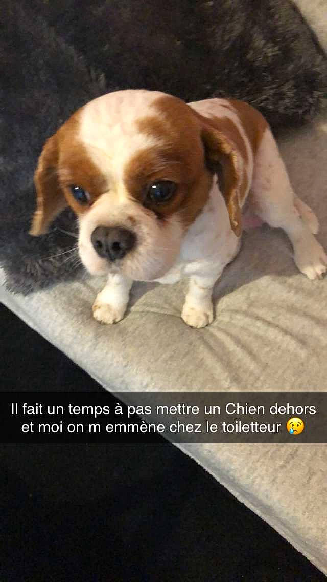 Gasper a rejoint le concours — aidez-le/la à gagner de superbes lots ! ancient_dog_breeds, beagle, beaglier, canidae, carnivore, companion_dog, dog, dog_breed, fawn, mammal, photo_caption, pocket_beagle, puggle, puppy, puppy_love, rare_breed_dog, snout, sporting_group