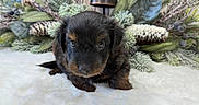 Louie is registered to the contest to win money with this photo: puppy, dog, cute, fluffy, fur, black_and_brown, blanket, greenery, pine_cone, bells, decoration, wooden_wall, indoor, young_animal, pet, portrait, closeup, adorable, animal, holiday