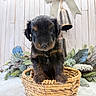 Louie is registered to the contest to win money with this photo: puppy, dog, basket, cute, pet, fur, animal, indoor, portrait, brown, black, closeup, adorable, young, eyes, face, nature, decor, plant, furry