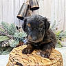 Louie is registered to the contest to win money with this photo: puppy, dog, cute, fluffy, basket, woven, decor, pine_cones, greenery, bells, rustic, wooden_wall, closeup, pet, animal, portrait, indoor, brown, black, soft_lighting